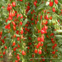 High life black goji berry young seedlings